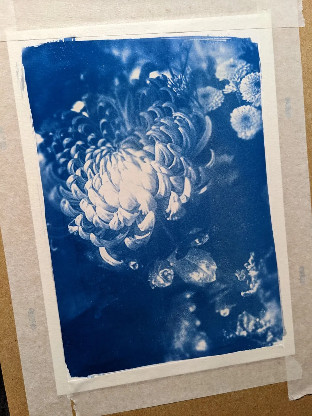 Cyanotype d'un chrysanthème, tirage bleu de Prusse