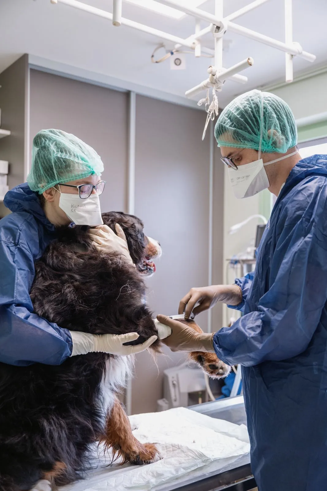 Deux vétérinaires examinent un chien