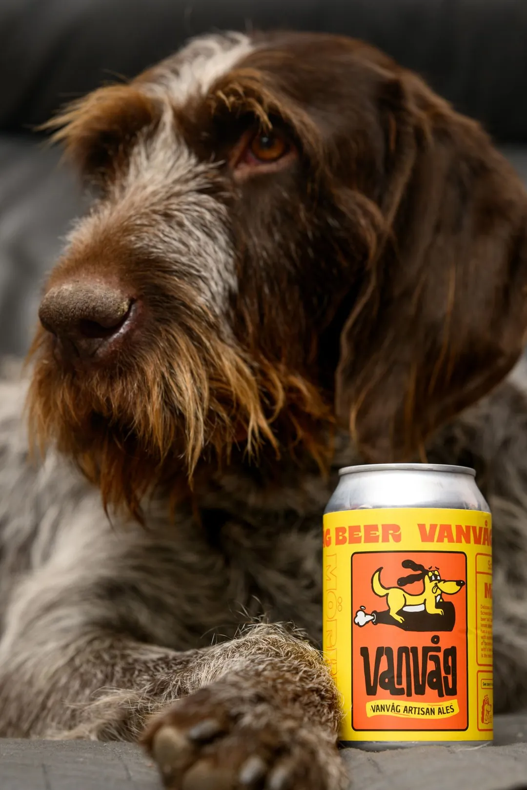 Un chien couché à côté d'une canette de schwarzbier
