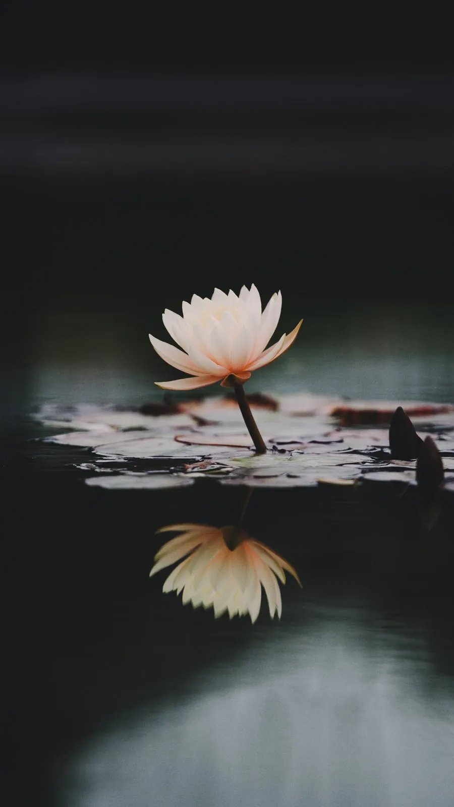 Un nénuphar et son reflet sur l'eau sombre