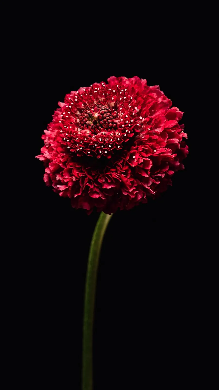 Une fleur de scabieuse rouge sur fond noir